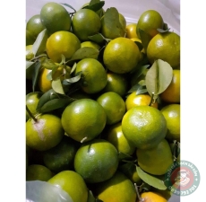 Quýt đường Bến Tre