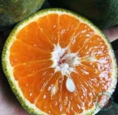 Cam Sành