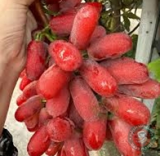 Nho móng tay đỏ không hạt