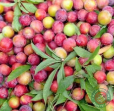 Mận cơm Sơn La
