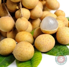 Nhãn bắc