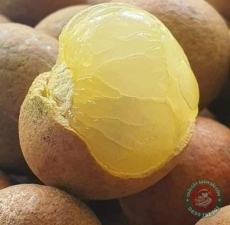 Nhãn xuồng bắp cải loại 1