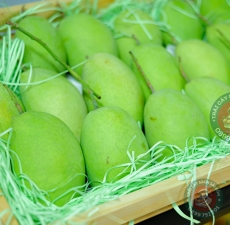 Xoài cát Hòa Lộc  miền tây loại lớn
