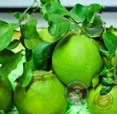 Bưởi da xanh Bến Tre