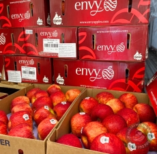 Táo Envy lớn size 3 trái kg