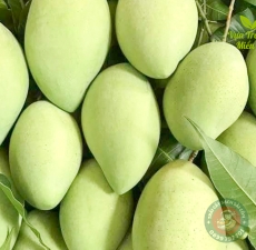 Xoài cát Hòa Lộc miền Tây loại nhỏ