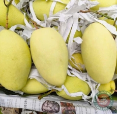 Xoài Keo Vàng