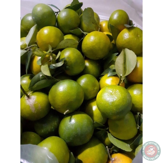 Quýt đường Bến Tre
