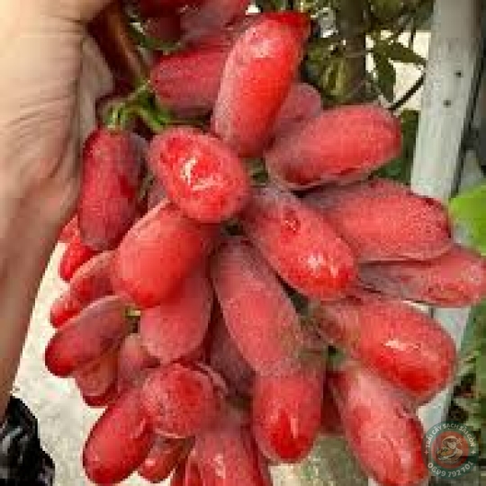 Nho móng tay đỏ không hạt