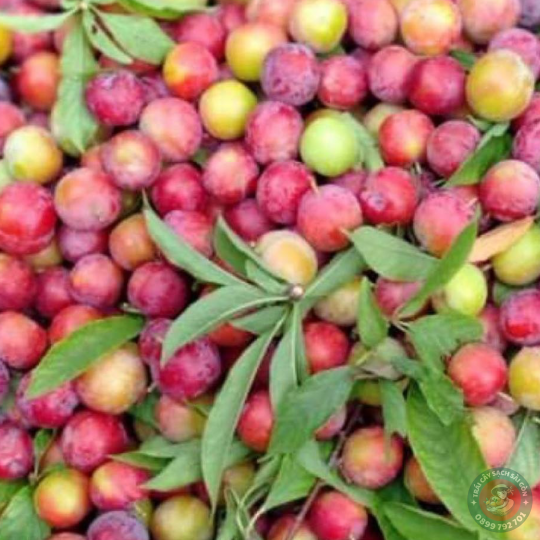 Mận cơm Sơn La