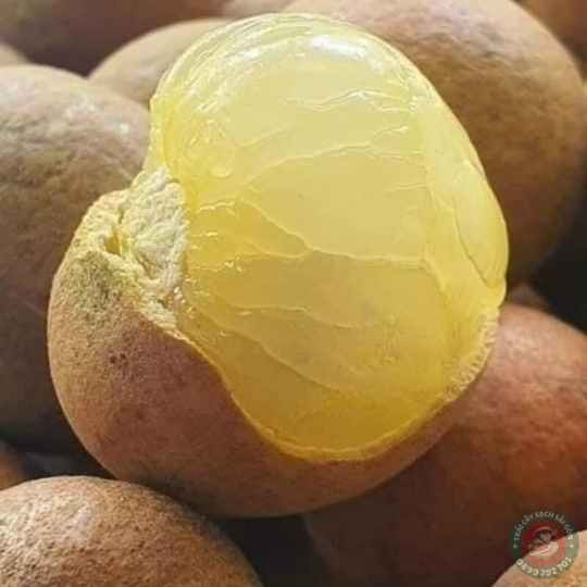 Nhãn xuồng bắp cải loại 1