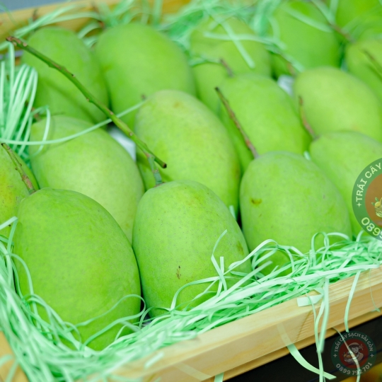 Xoài cát Hòa Lộc  miền tây loại lớn