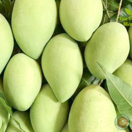 Xoài cát Hòa Lộc miền Tây loại nhỏ