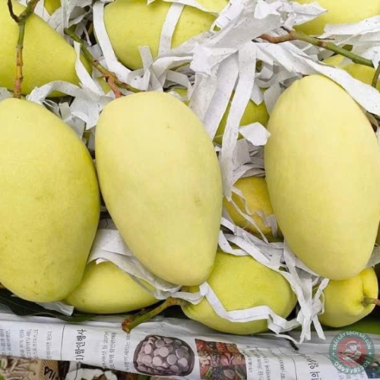 Xoài Keo Vàng