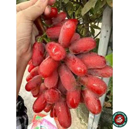 Nho móng tay đỏ không hạt