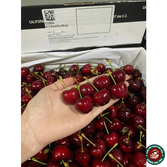 Cherry