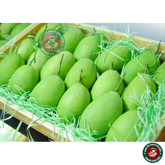 Xoài cát Hòa Lộc  miền tây loại lớn