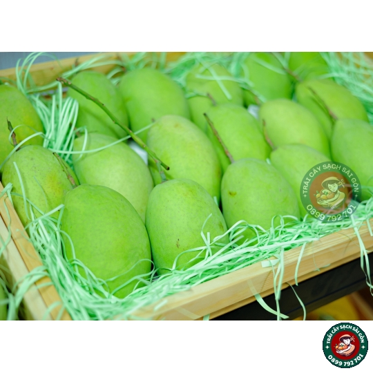Xoài cát Hòa Lộc  miền tây loại lớn
