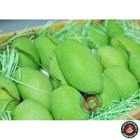 Xoài cát Hòa Lộc  miền tây loại lớn