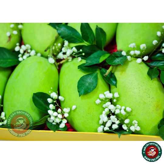Combo quà tặng số 11 