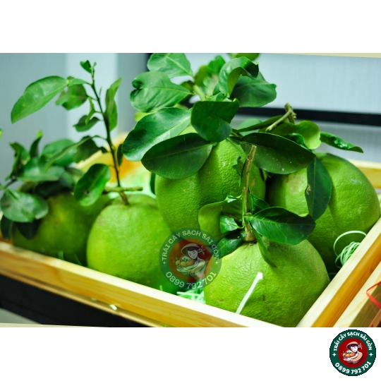 Bưởi da xanh Bến Tre