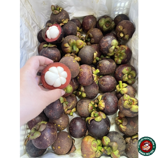 Măng Cụt Madagui Bảo Lộc